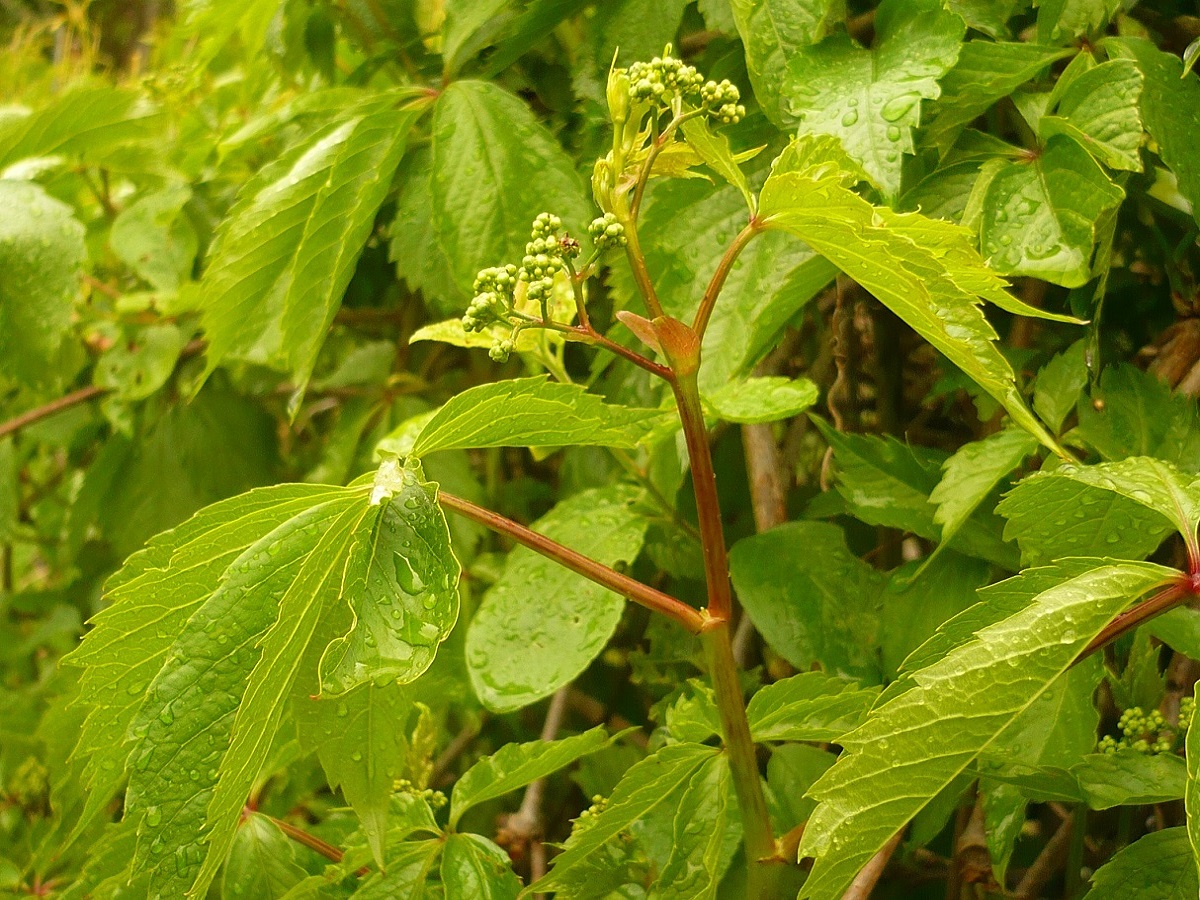 Parthenocissus inserta (Vitaceae)